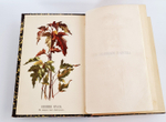 "Из зеленого царства. Популярные очерки из мира растений". Д.Н.Кайгородов. 1902г.