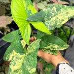 Сингониум AUREA VAR