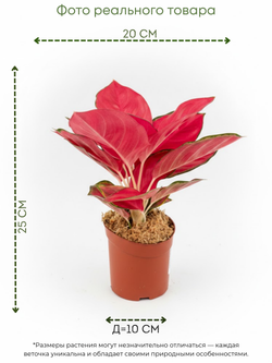 Аглаонема Wealthy Red д.10