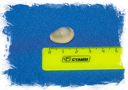 Ципрея аннулус (Cypraea annulus), 1,5-2,5см, 1шт