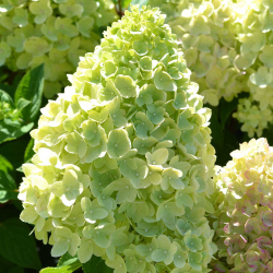 Гортензия метельчатая Гарденлайт Редлайт ( Hydrangea paniculata Gardenlight Redlight)