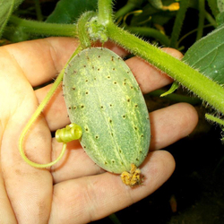 Огурец Изначальный Древнерусский