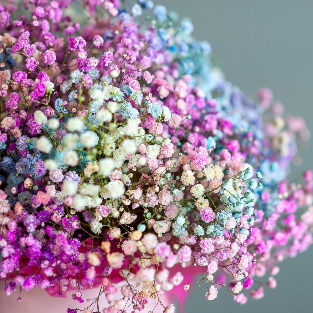 Цветная гипсофила в шляпной коробке размер М