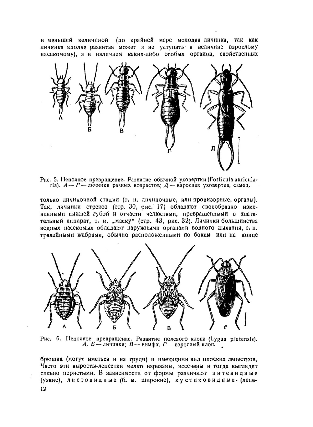 Наши насекомые. Краткий определитель наиболее обычных насекомых Европейской части союза ССР | Н.Н. Плавильщиков
