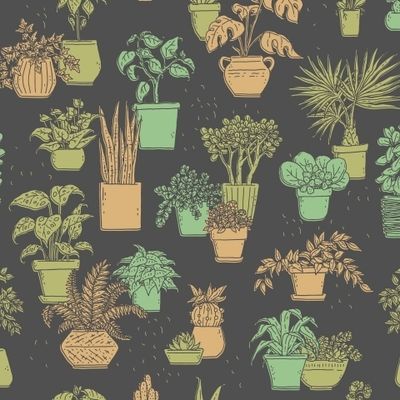 Комнатные растения