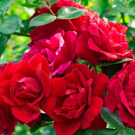 Роза плетистая Santana