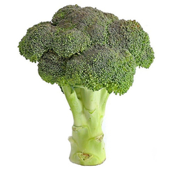 Батори F1 семена капусты брокколи (Syngenta / Сингента)