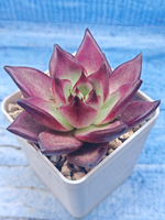 Echeveria Romeo (Эхеверия)
