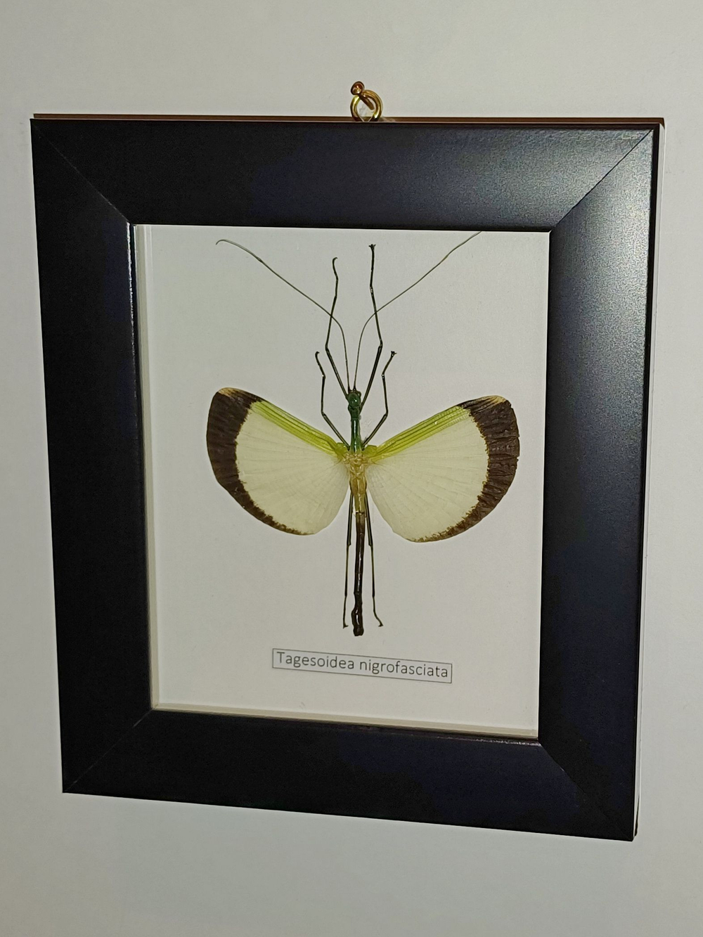 Палочник Tagesoidea nigrofasciata самец в рамке