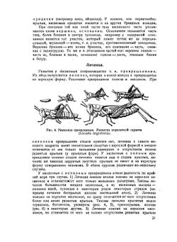 Наши насекомые. Краткий определитель наиболее обычных насекомых Европейской части союза ССР | Н.Н. Плавильщиков