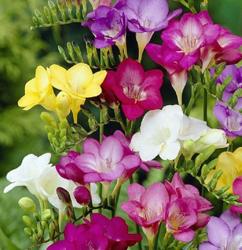 Фрезия Махровая смесь (10 шт) Волжский Сад