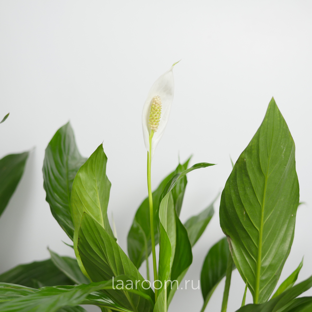 Спатифиллум Бинго Купидо 19/80