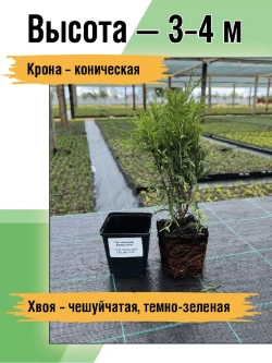 Туя саженец западная Холмструп хвойные деревья