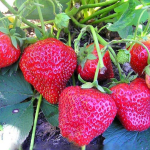Земляника ремонтантная Елизавета II  Р9
