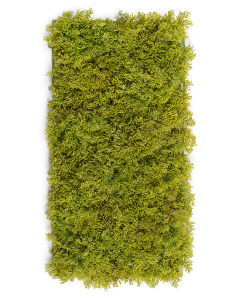 Мох Ягель светло-зелёный микс (коврик)