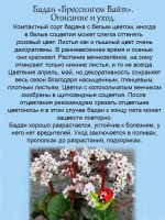 Бадан Брессингем Вайт белый