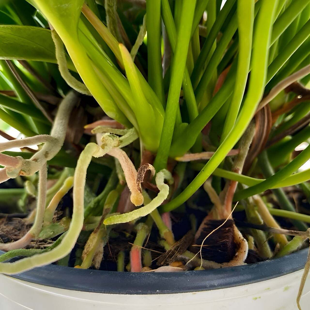 Антуриум Андрэ CIRANO