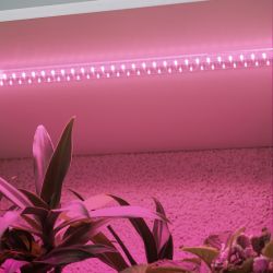 Светильник для растений фитолампа светодиодная линейная ЭРА GREEN LINE FITO-10W-Т5-PL-Slim-GR розового свечения 10 Вт | Линейные фито светильники