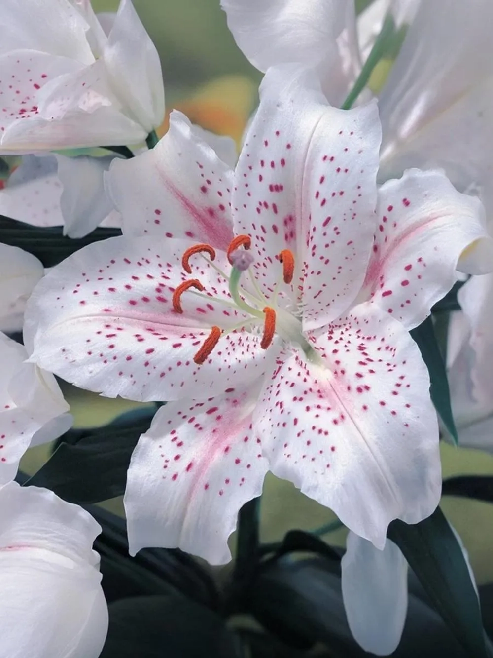 Лилия Мускадет (Восточный гибрид)