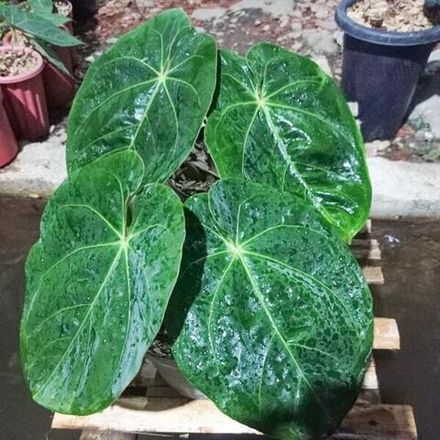 Антуриум DRESSLERI