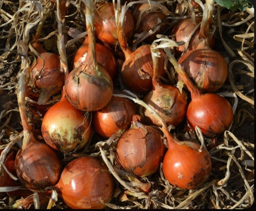 Лук репчатый Каоба F1 250000 - Caoba F1 250 000 семян