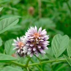 Солодка (корень) 500 г