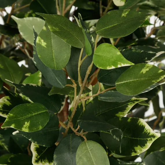 Фикус Бенжамина высота 160 см, кустистый