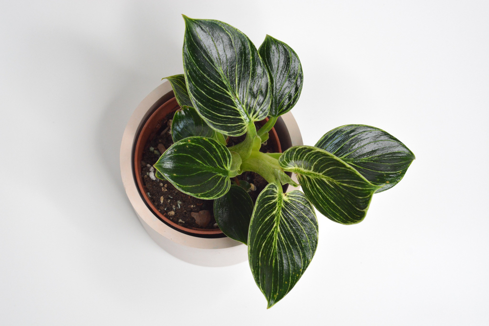 Филодендрон Биркин / Philodendron Birkin