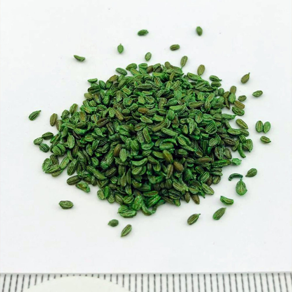 Кордоба F1 семена моркови курода/шантане (Bejo / ALEXAGRO) семена – фото 7