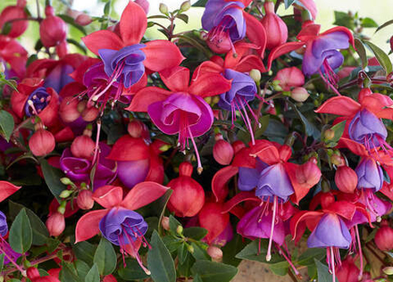 ЕВРО Fuchsia Bella Maria укореннный черенок ОКС ФЕВРАЛЬ