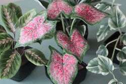 Вайнер лист Каладиума ClayCraft by DECO™