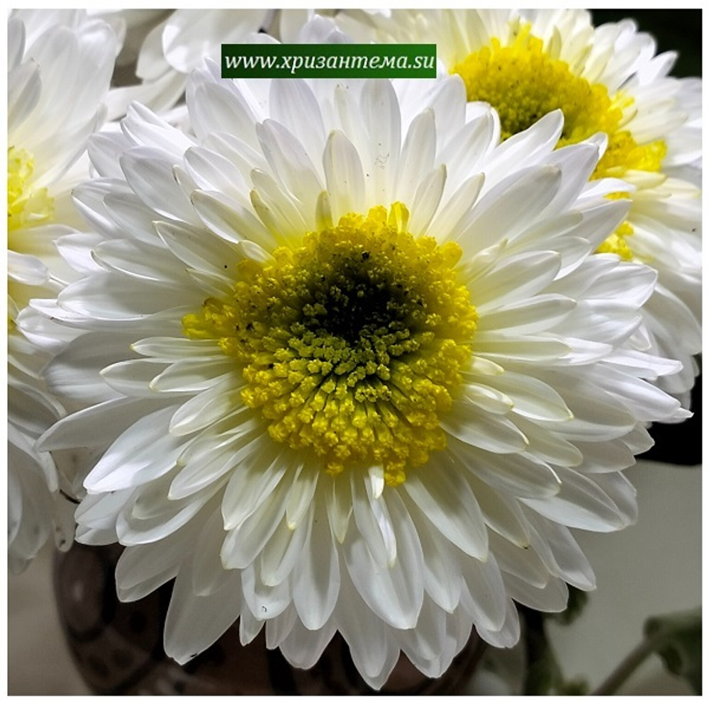 Хризантема одноголовая Inga 🌼 о.50