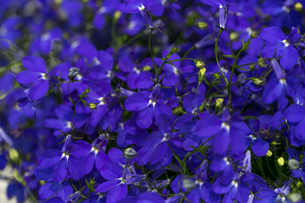 ЕВРО Лобелия HOT Royal Blue укорененный черенок ОКС март Koh