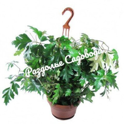 Циссус (берёзка) (подвесное кашпо 3.2л)
