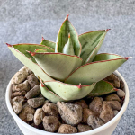 Сансевиерия RAYDIATA