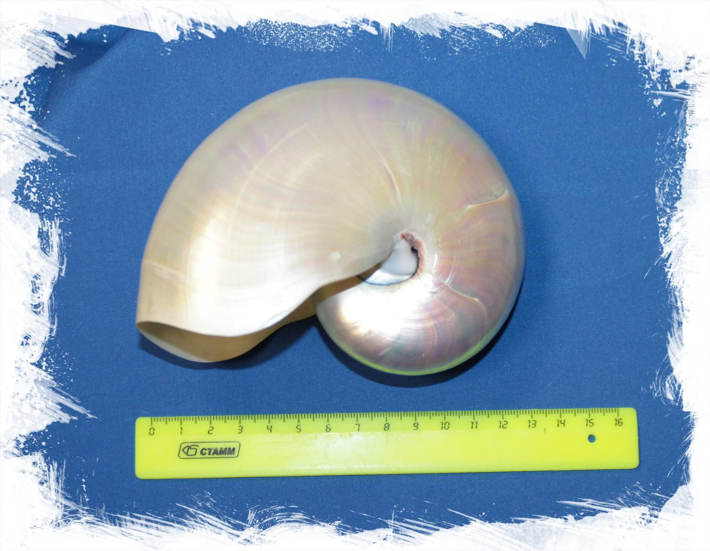 Nautilus pompilius 12 - 14 sm