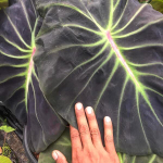 Колоказия GLOWING BONES