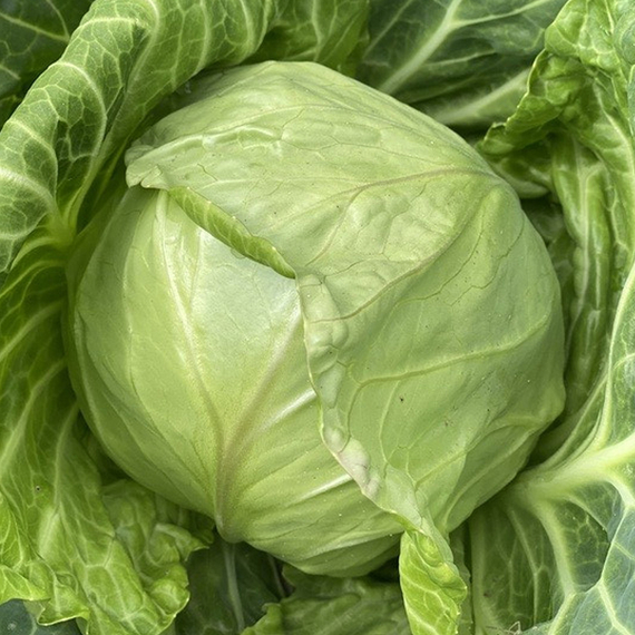 ЛАУДА F1 семена капусты белокочанной Syngenta цена – фото 2