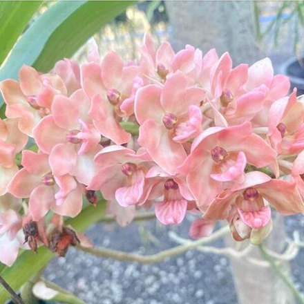 Ринхостилис RHY 04-RAK RAEK