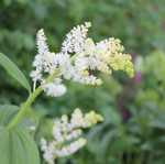 Смилацина волосистая. Smilacina hirta.