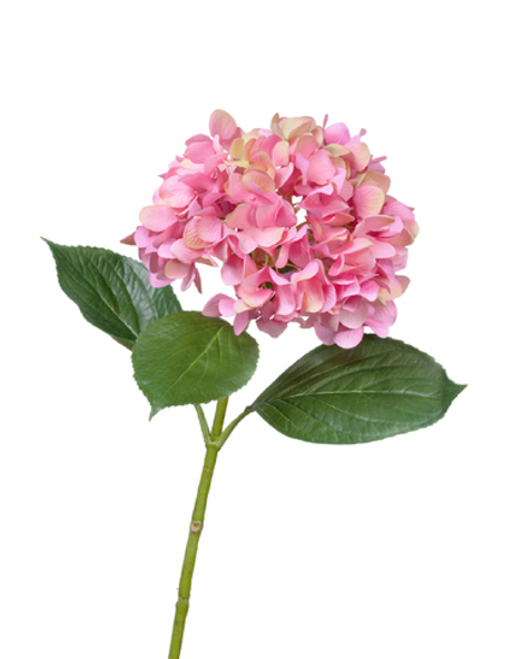 Гортензия "Grande Fiore" ярко-розовая