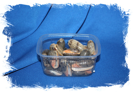 Олива Ретикулята уп.