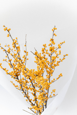 Илекс желтый