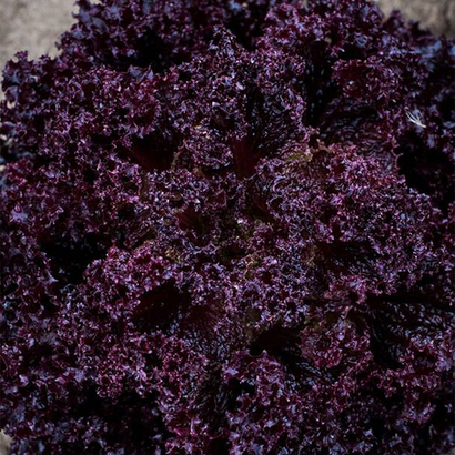 Революция семена салата лолло росса (Nunhems / Нюнемс)