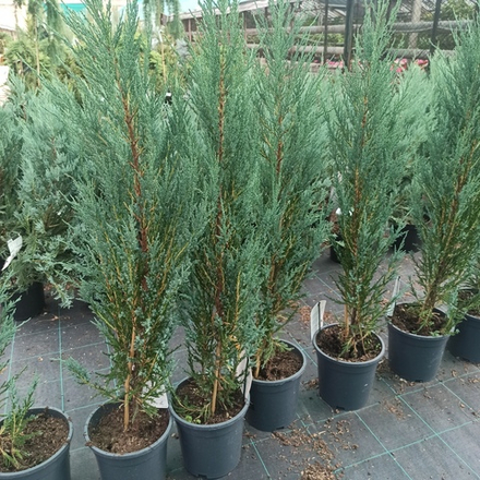 Можжевельник скальный "Blue Arrow"