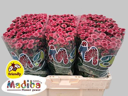 Madiba Cherry Tyolo (NL)
