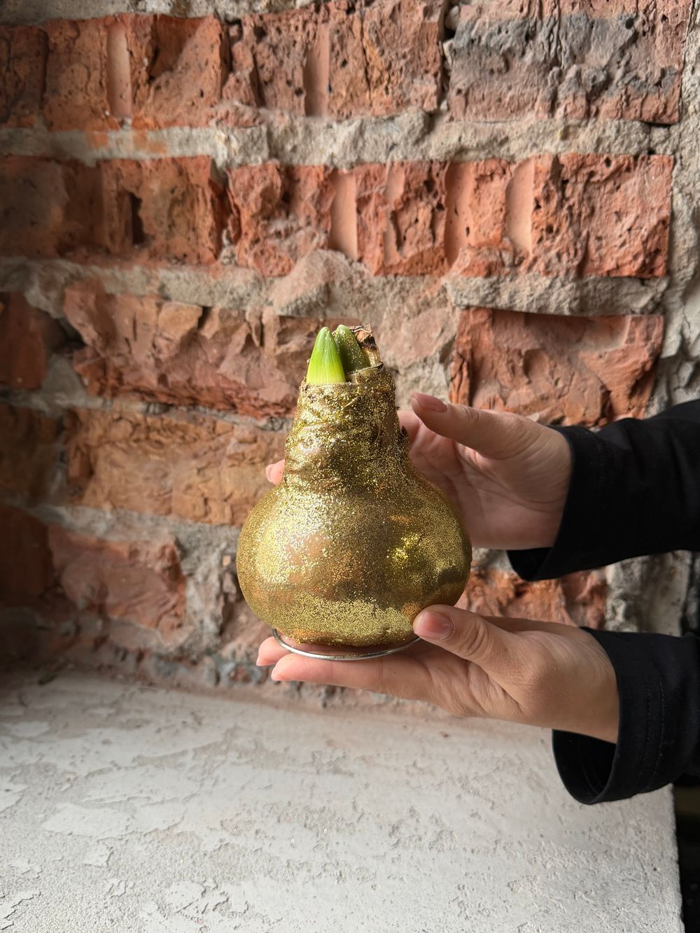 Амариллис луковица - цвет золото