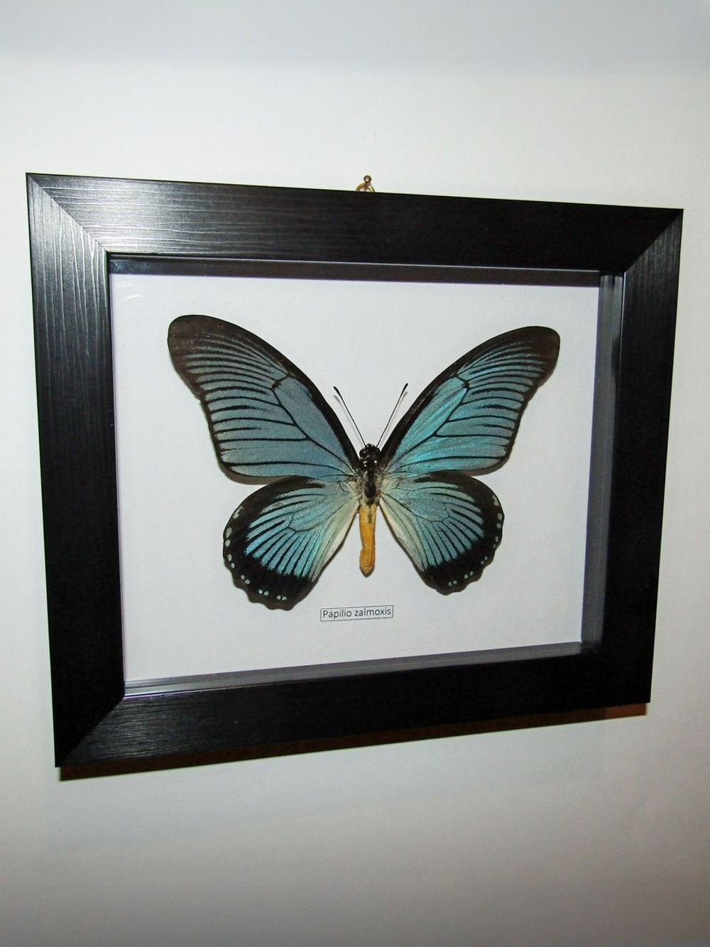 Бабочка Papilio zalmoxis в рамке