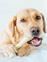 Petstages игрушка для собак Chick-A-Bone косточка с ароматом курицы 8 см очень маленькая