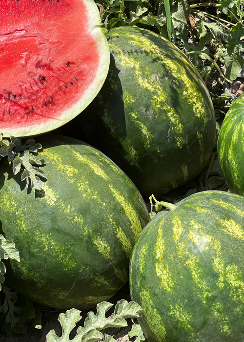 Арбуз Алисон F1